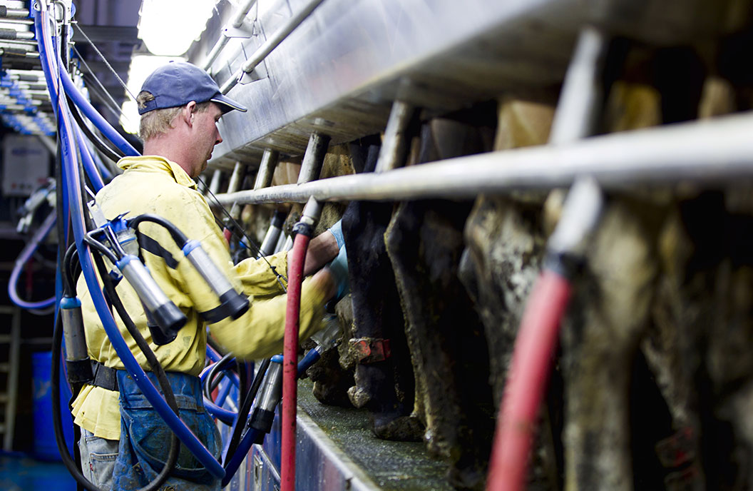 milking equipment